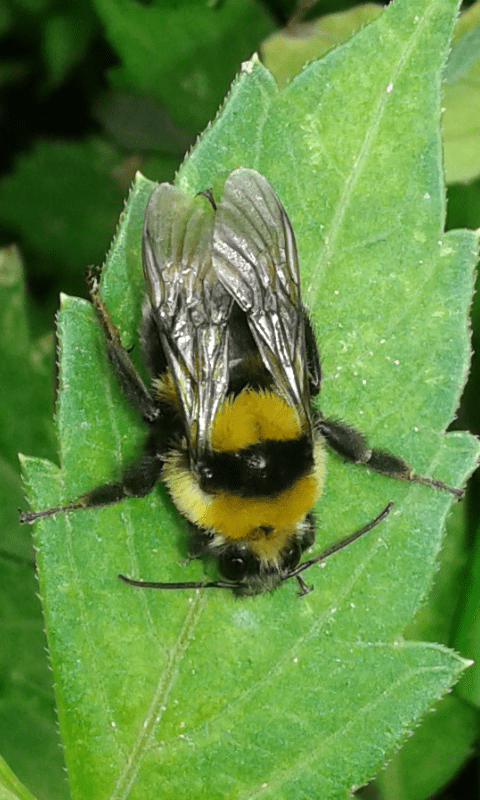 Bombus ruderatus (Apidae)? S, maschio